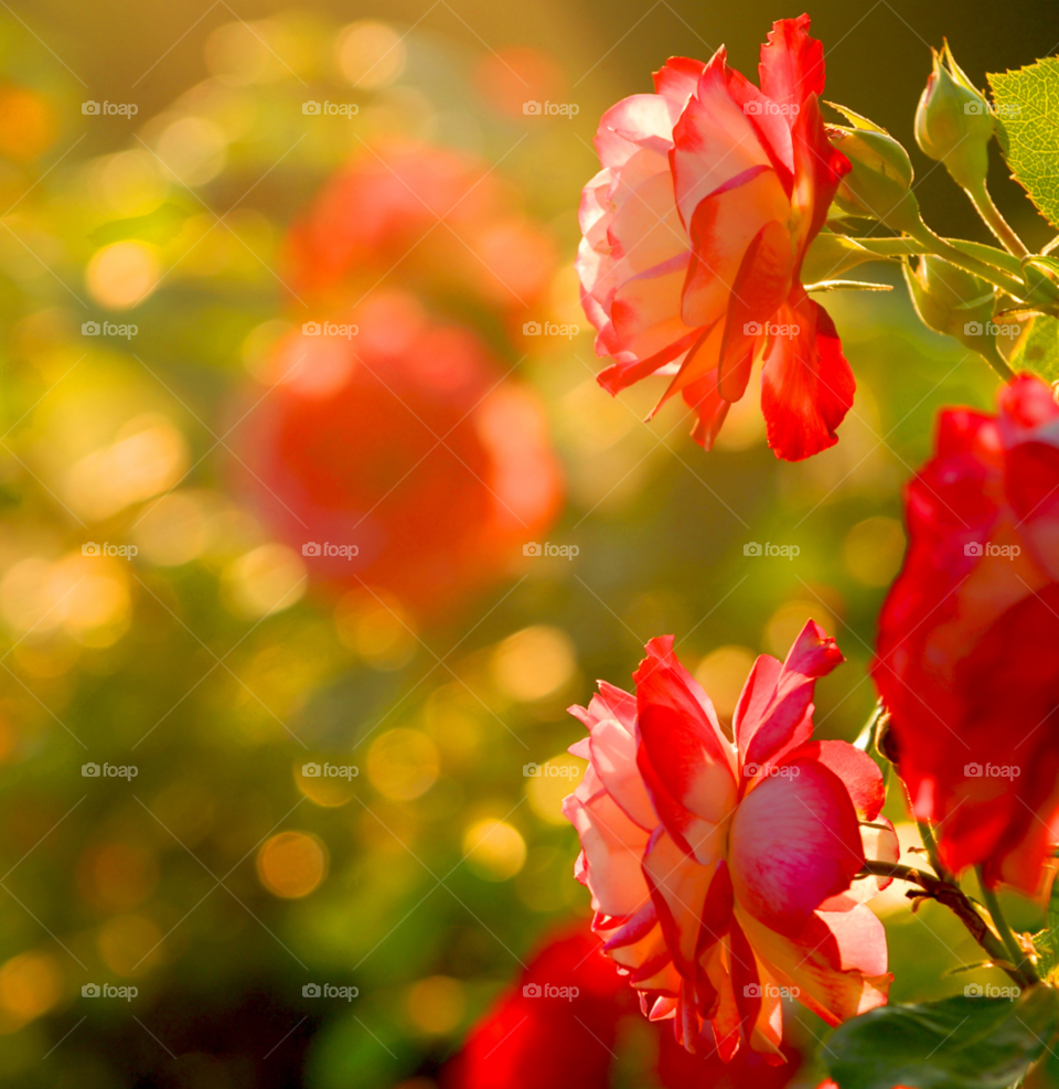 roses beautiful roses field of roses red and white roses by lightanddrawing