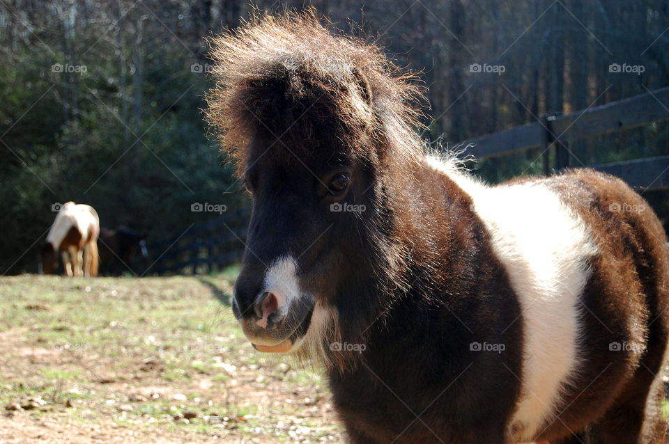Miniature horse 
