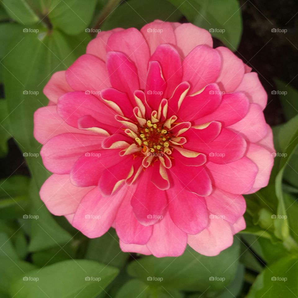 Zinnia flower