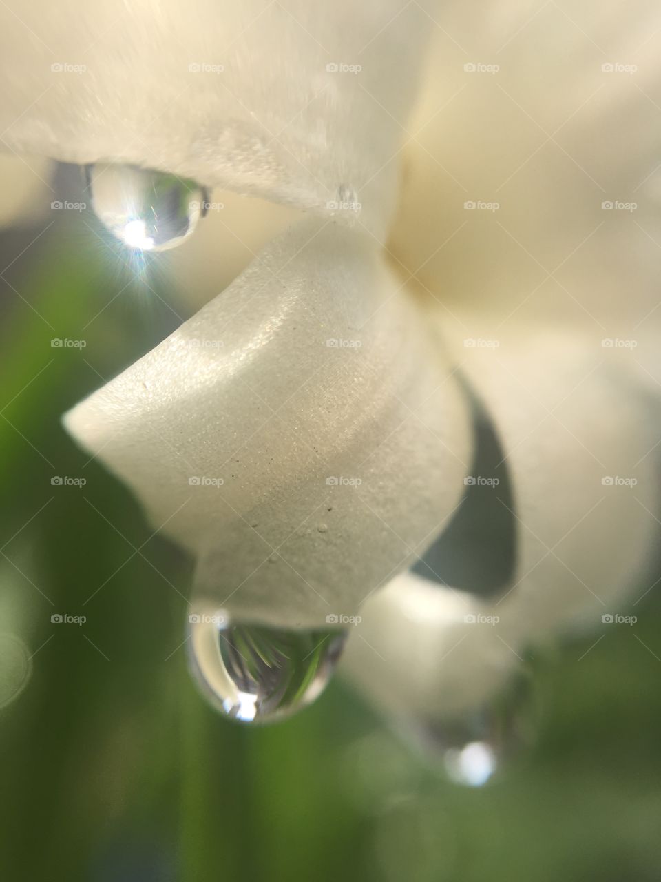 Water droplets and lily