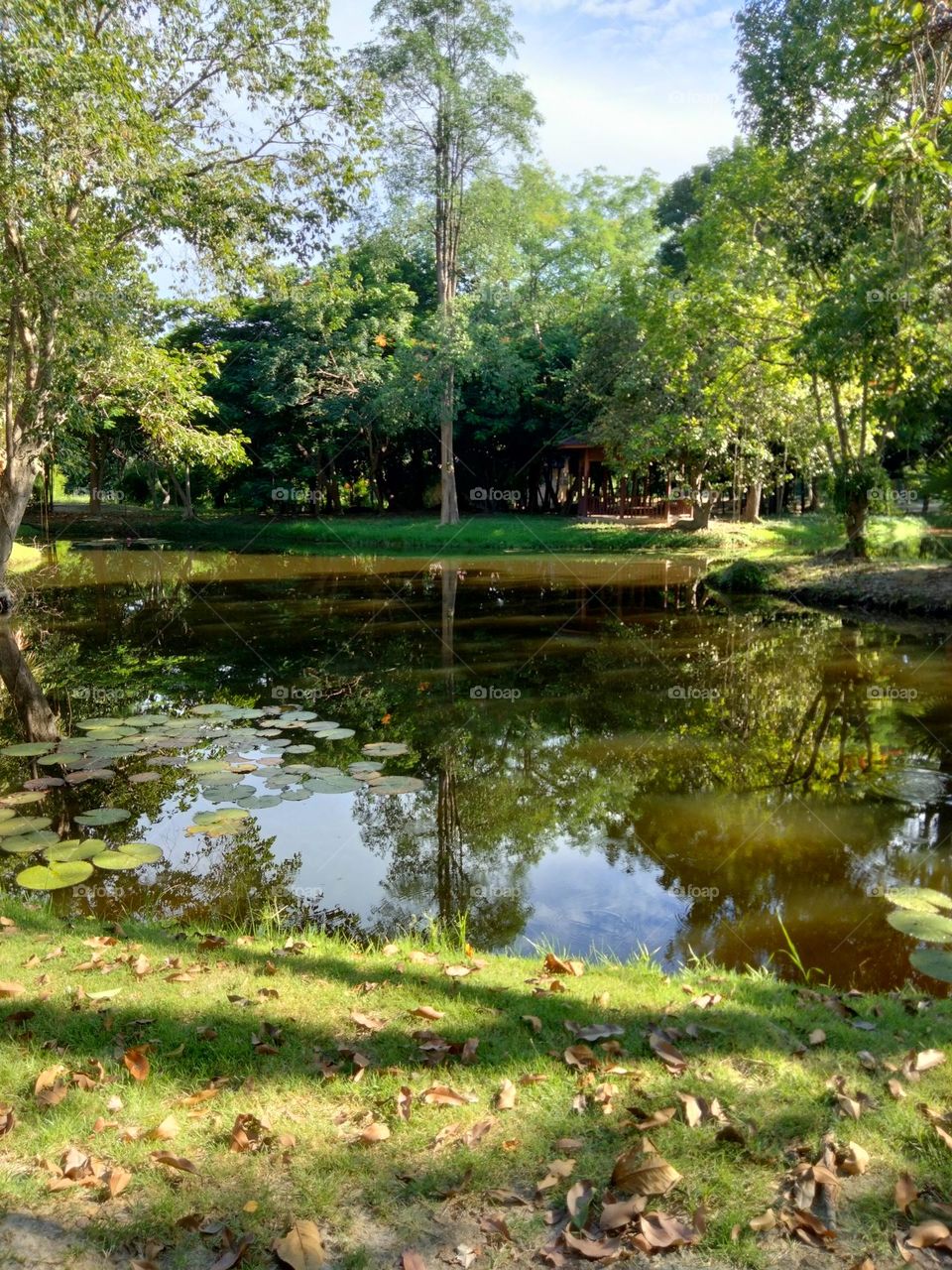 Pond