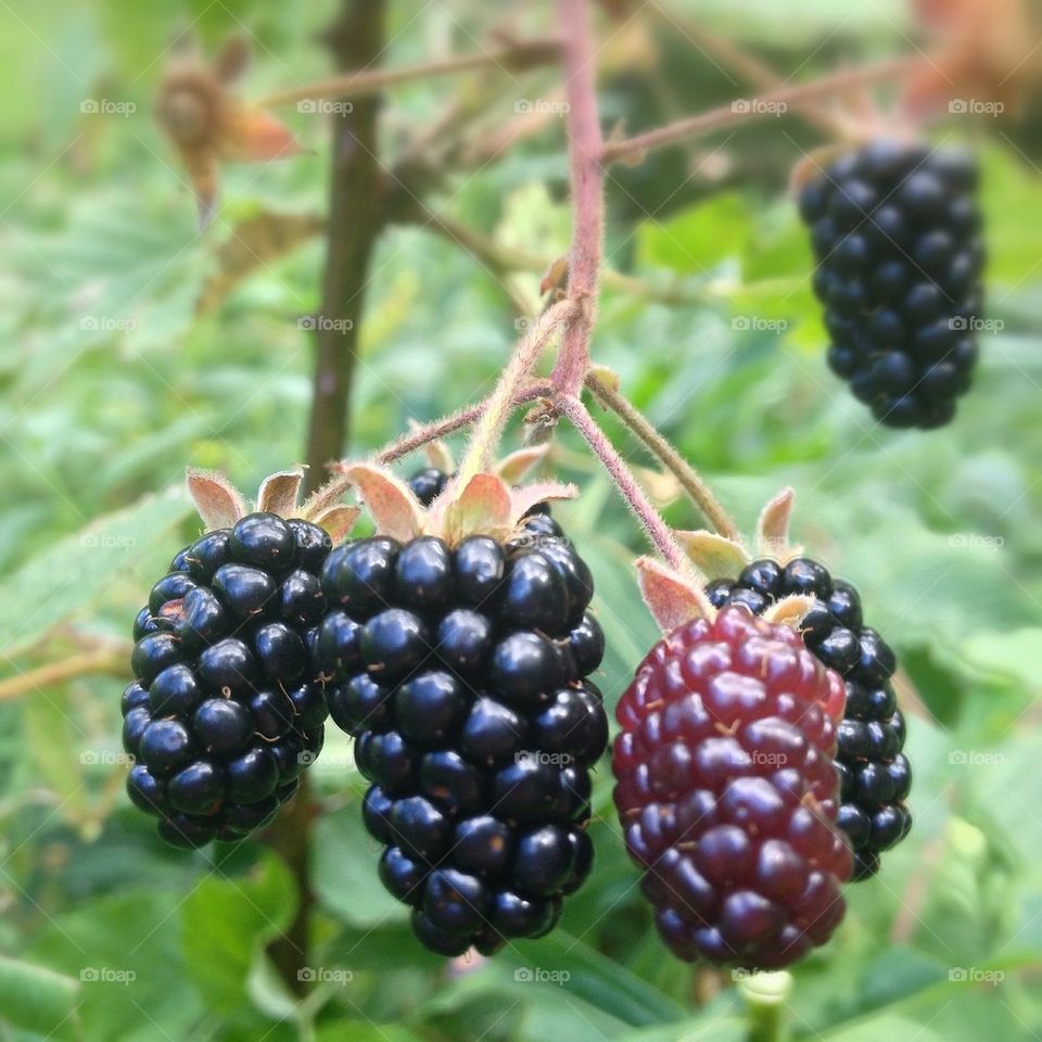 Blackberries 