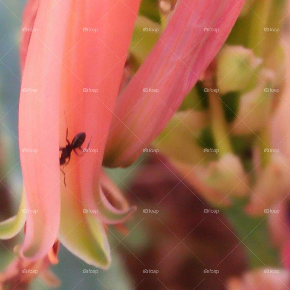 Beautiful aunt on flower.