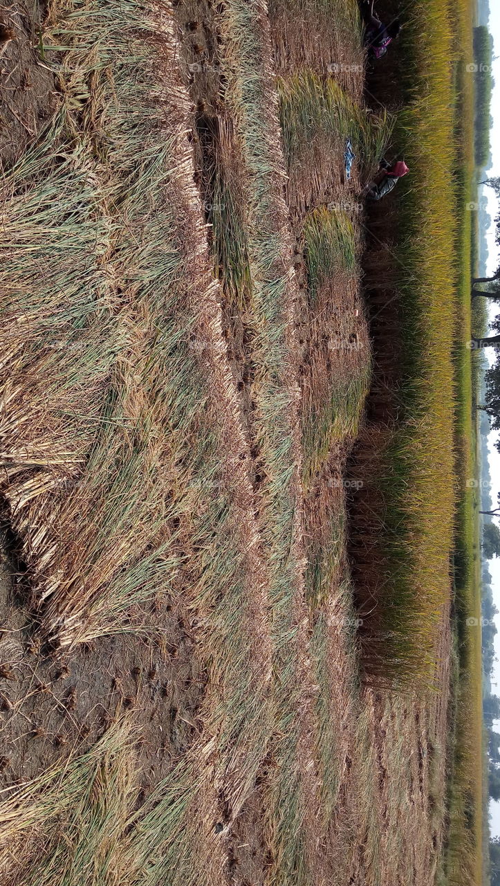 rice farming cutting.