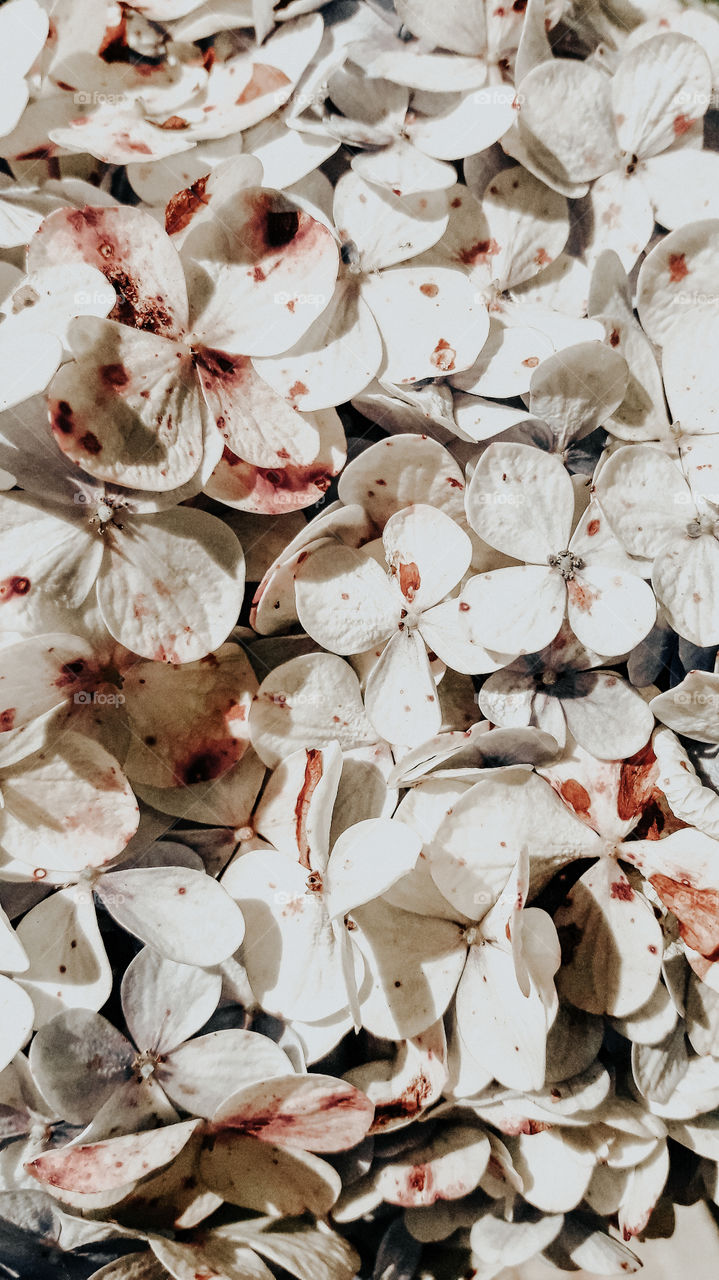 The beauty in every detail of nature. Picture for advertising, covers, painting, backgrounds, art. Inspiring.