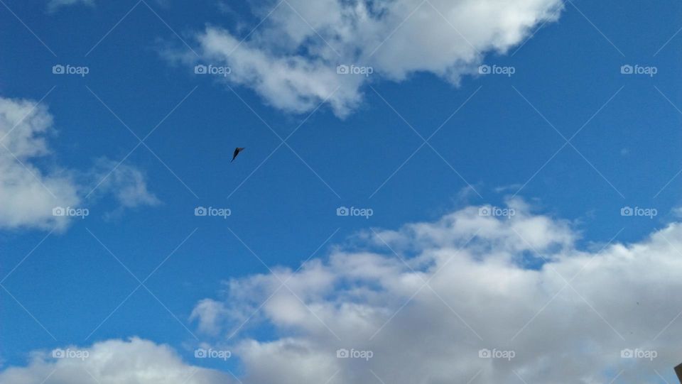 Beautiful swallow bird  flying into high sky.