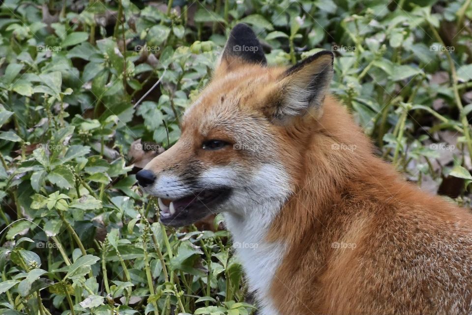 Red fox in backyard 