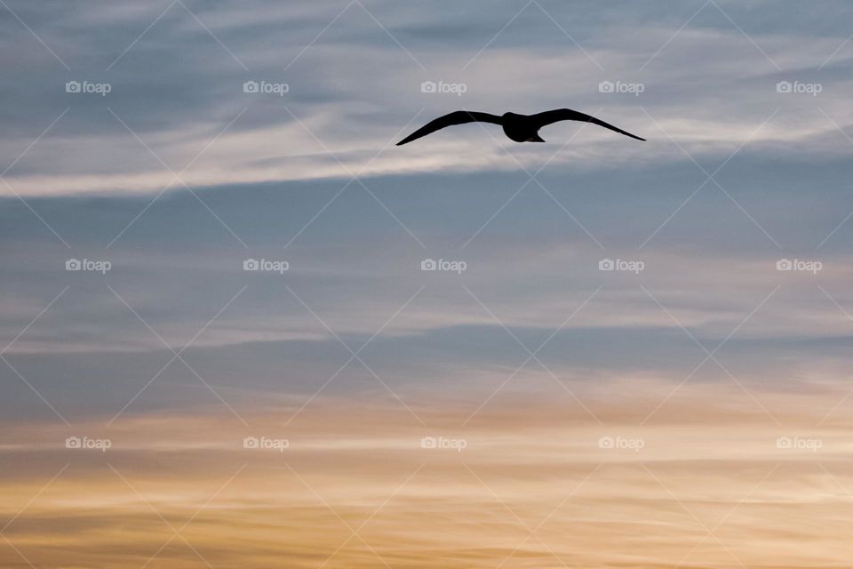 Gull at sunset