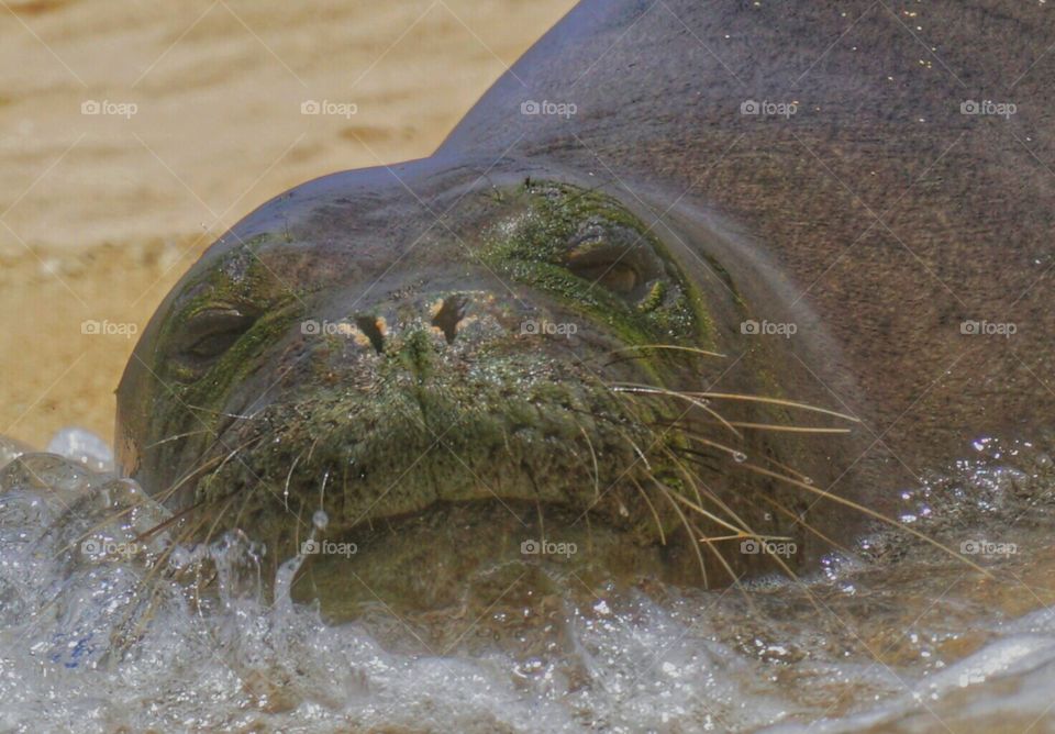 Hawaiian Monk Seal Close Up