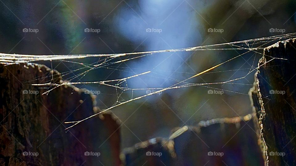 cobweb in the sunlight. nature
