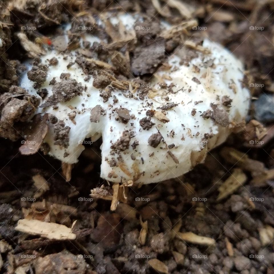 Marshmallow Mushroom