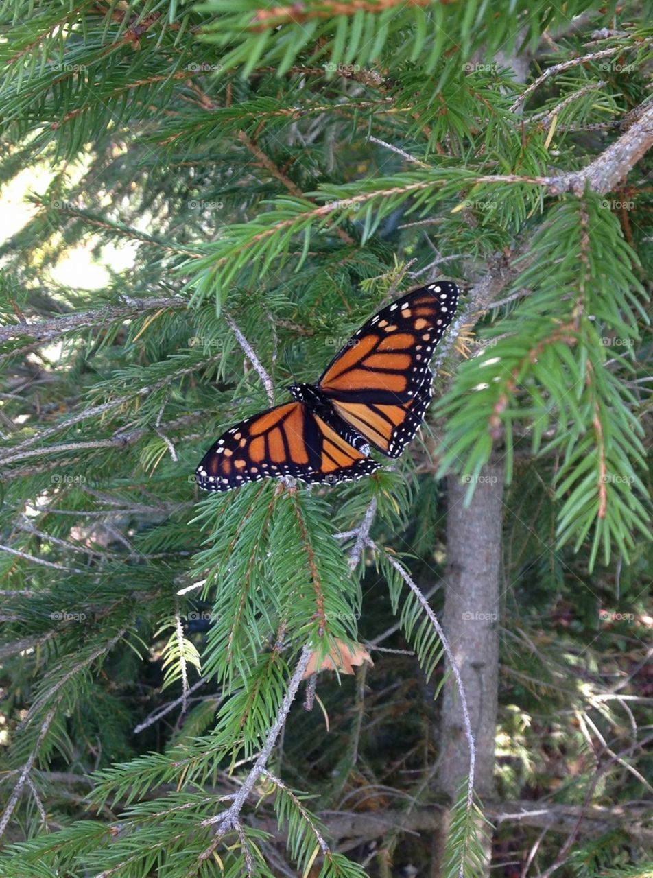 Monarch butterfly resting on a pine tree 