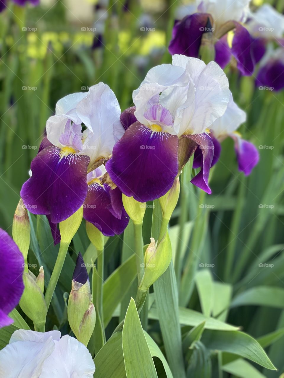 Iris