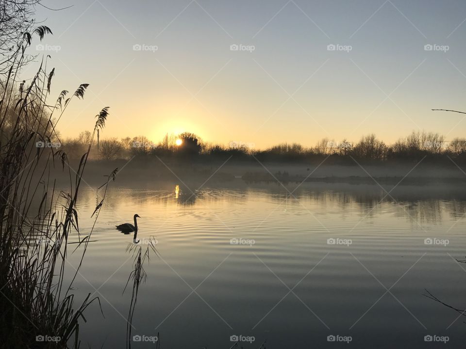 Swan lake sunrise 