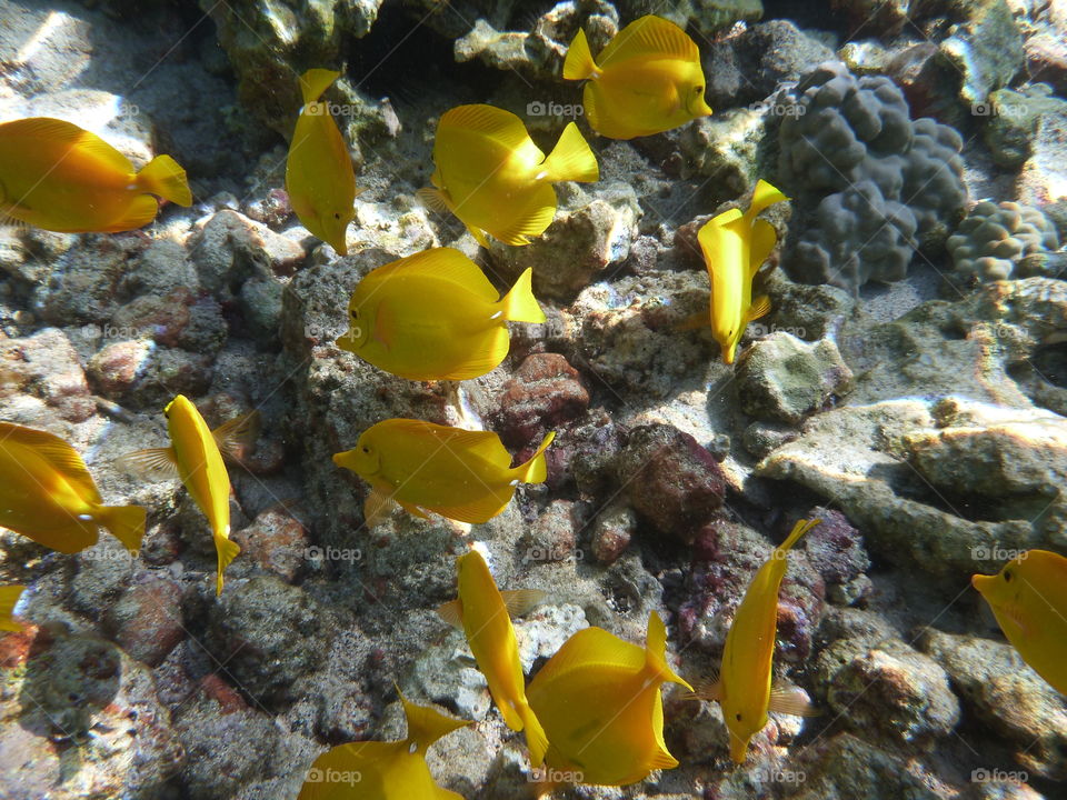 Yellow Tangs, Hawaii
