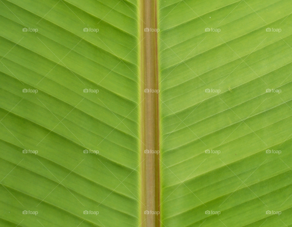 green pattern lines leaf by lightanddrawing