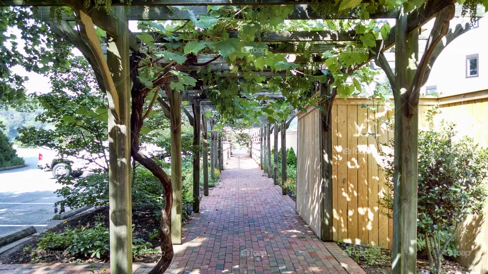 Vines