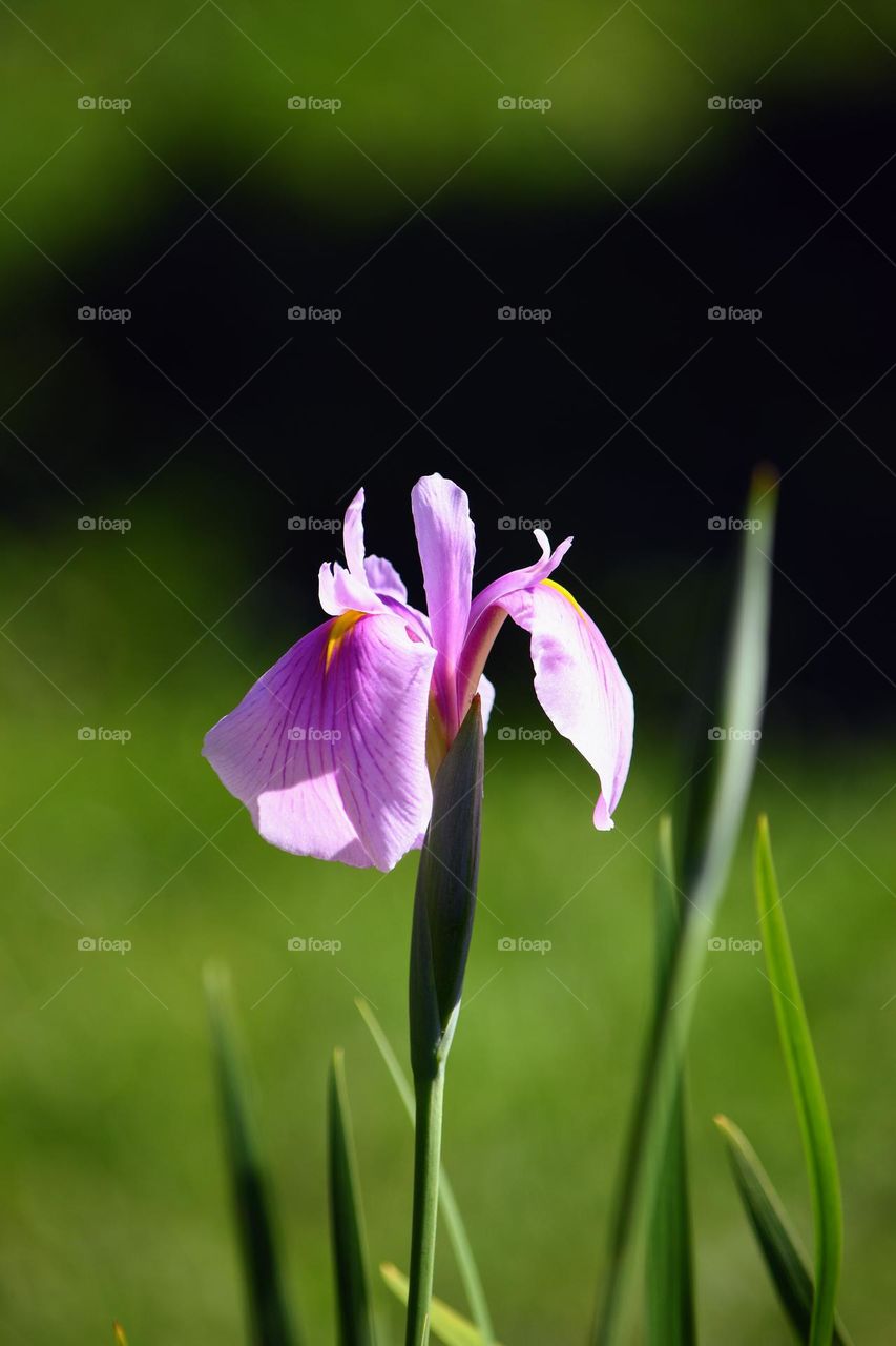 Iris flowers