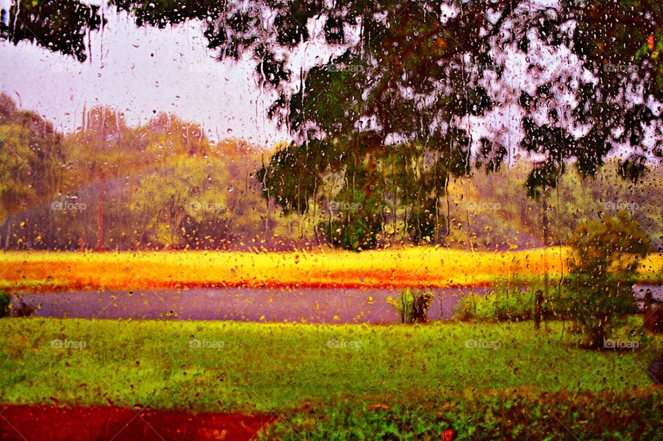 Scenic view of fields with trees in rainy season