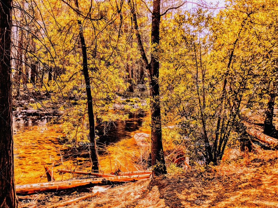 Blurry Forrest. Keeps my mind sharp sometimes.🌲