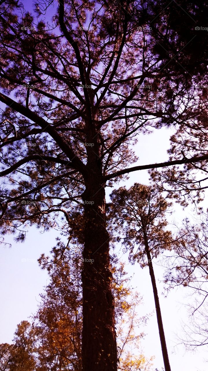 tall tree