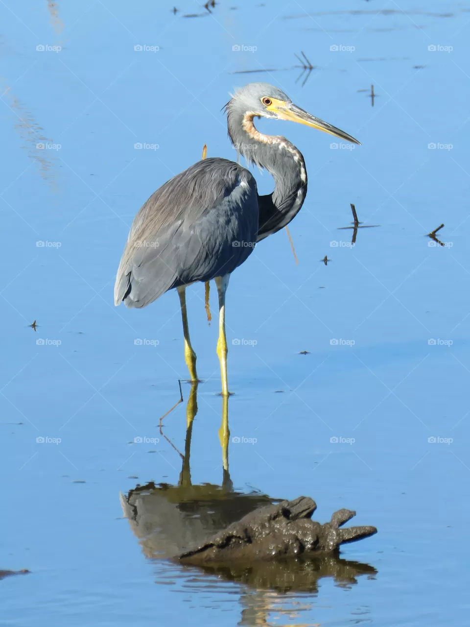 Heron