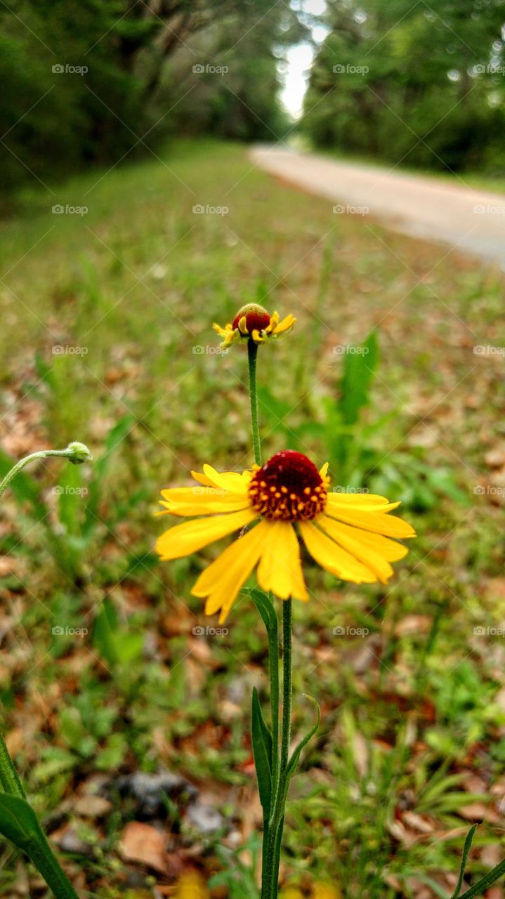 wildflowers