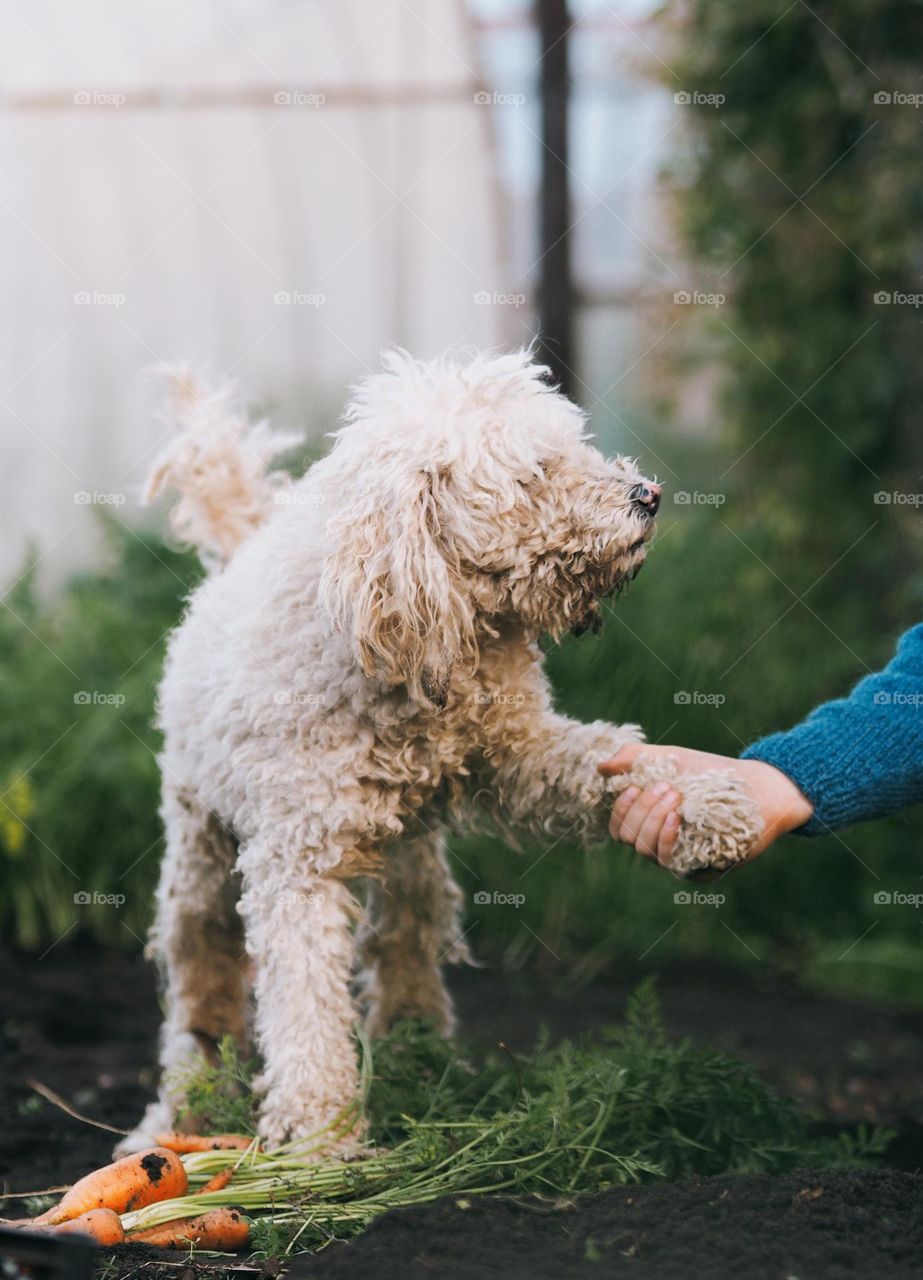 Little boy with white poodle in autumn garden 