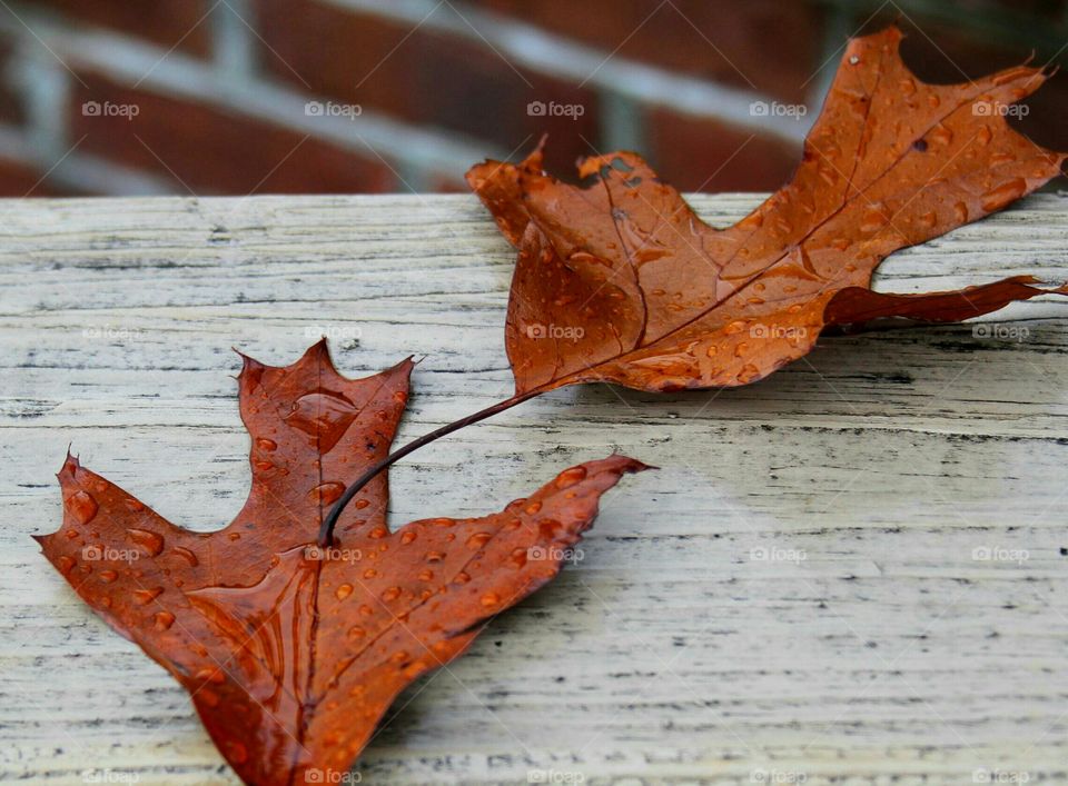 two leaves touching