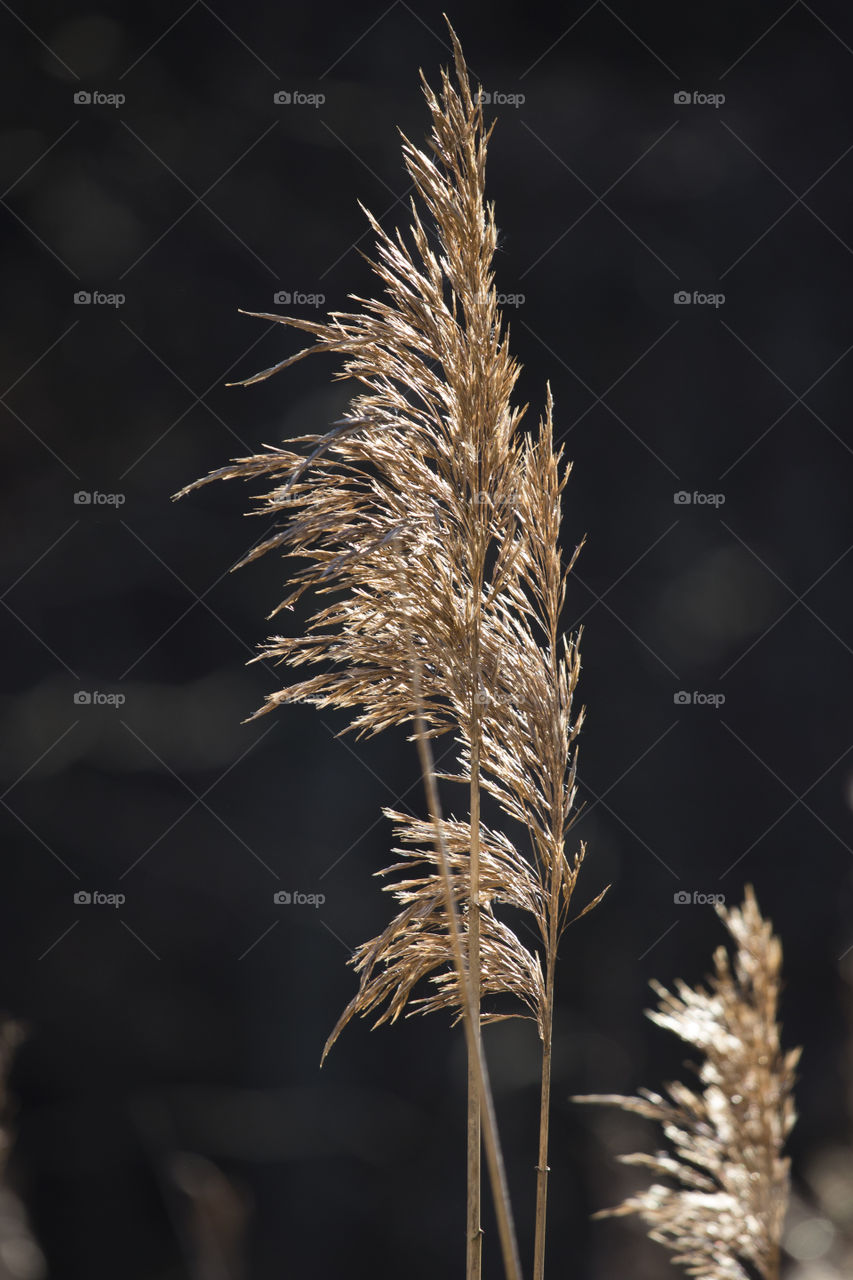 Minimalistic , grass in sunshine 