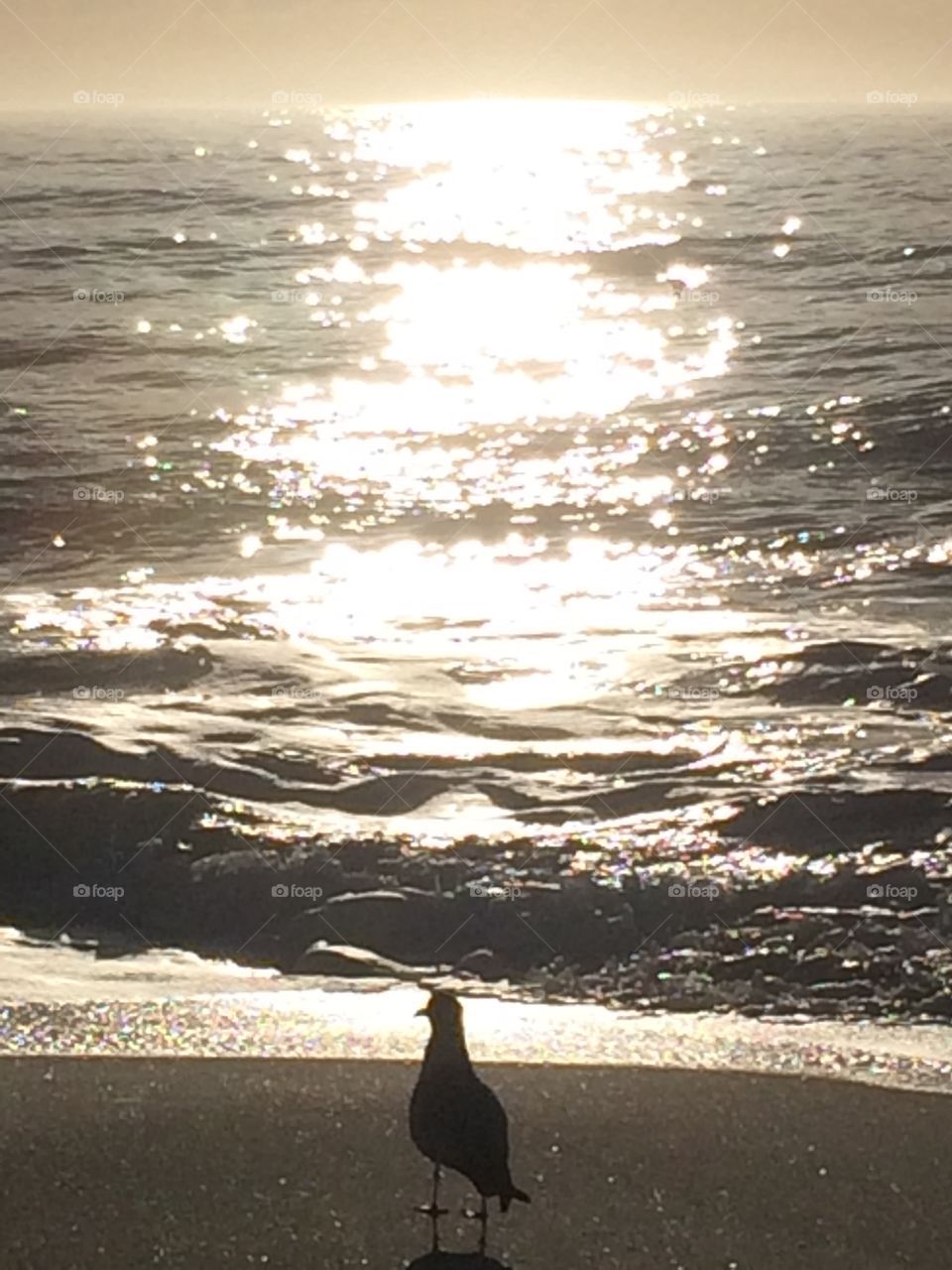 Seagull Silhouette Kure Beach NC