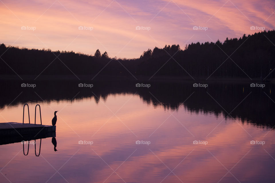 Bird on a jetty in sunset - reflections 