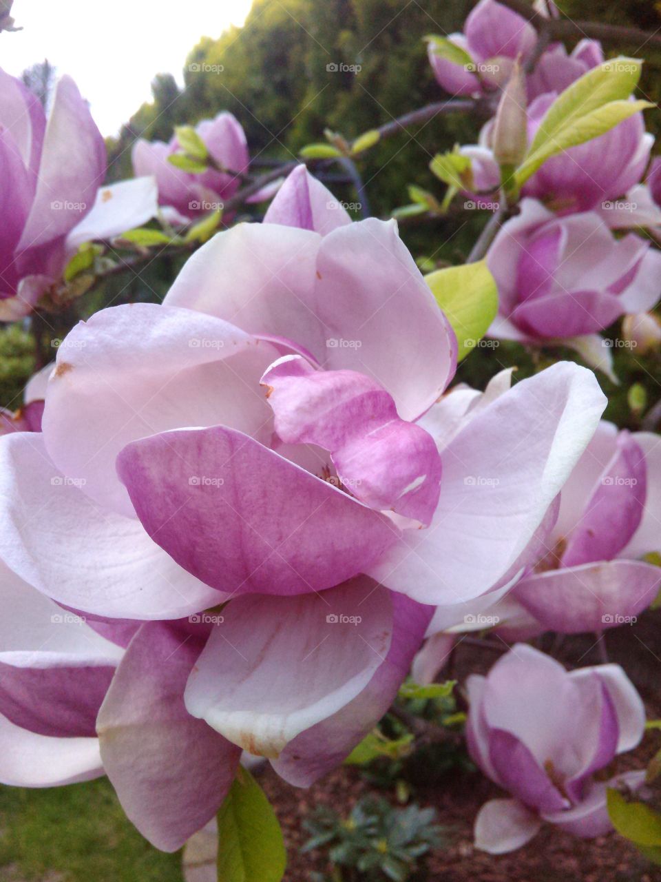Magnolia. flowers in the garden