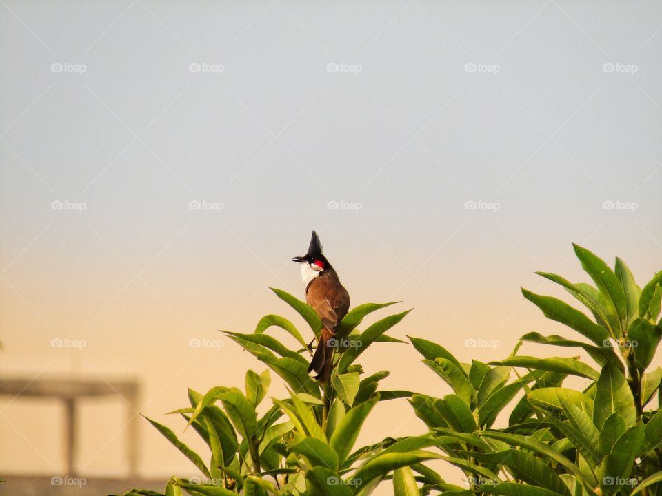 The red-whiskered bulbul  or Pycnonotus jocosus or bulbul bird or crested bulbul in India.