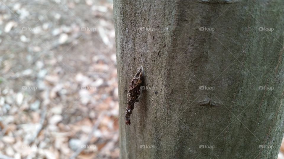 bagworm