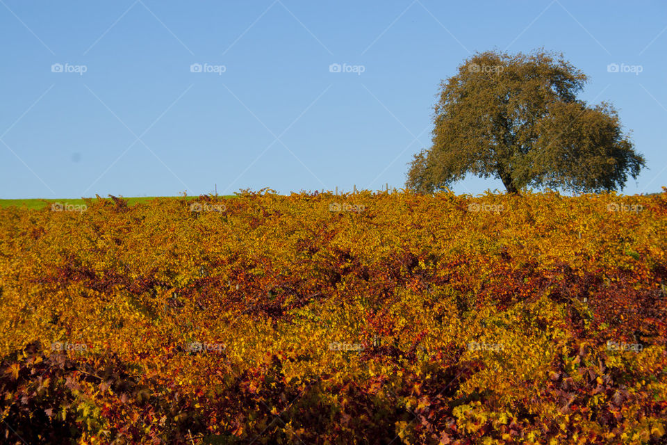 THE AUTUMN IN NAPPA VALLEY CALIFORNIA USA