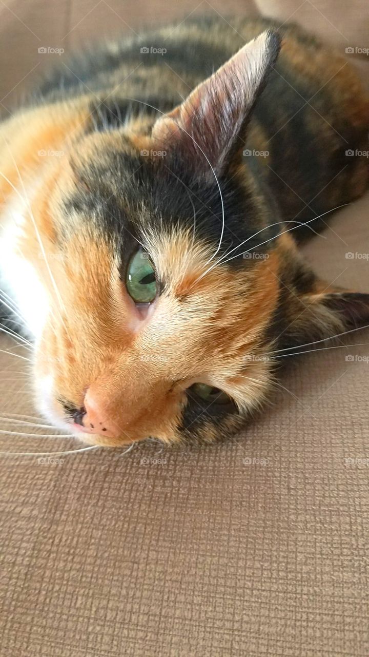 calico cat green eyes