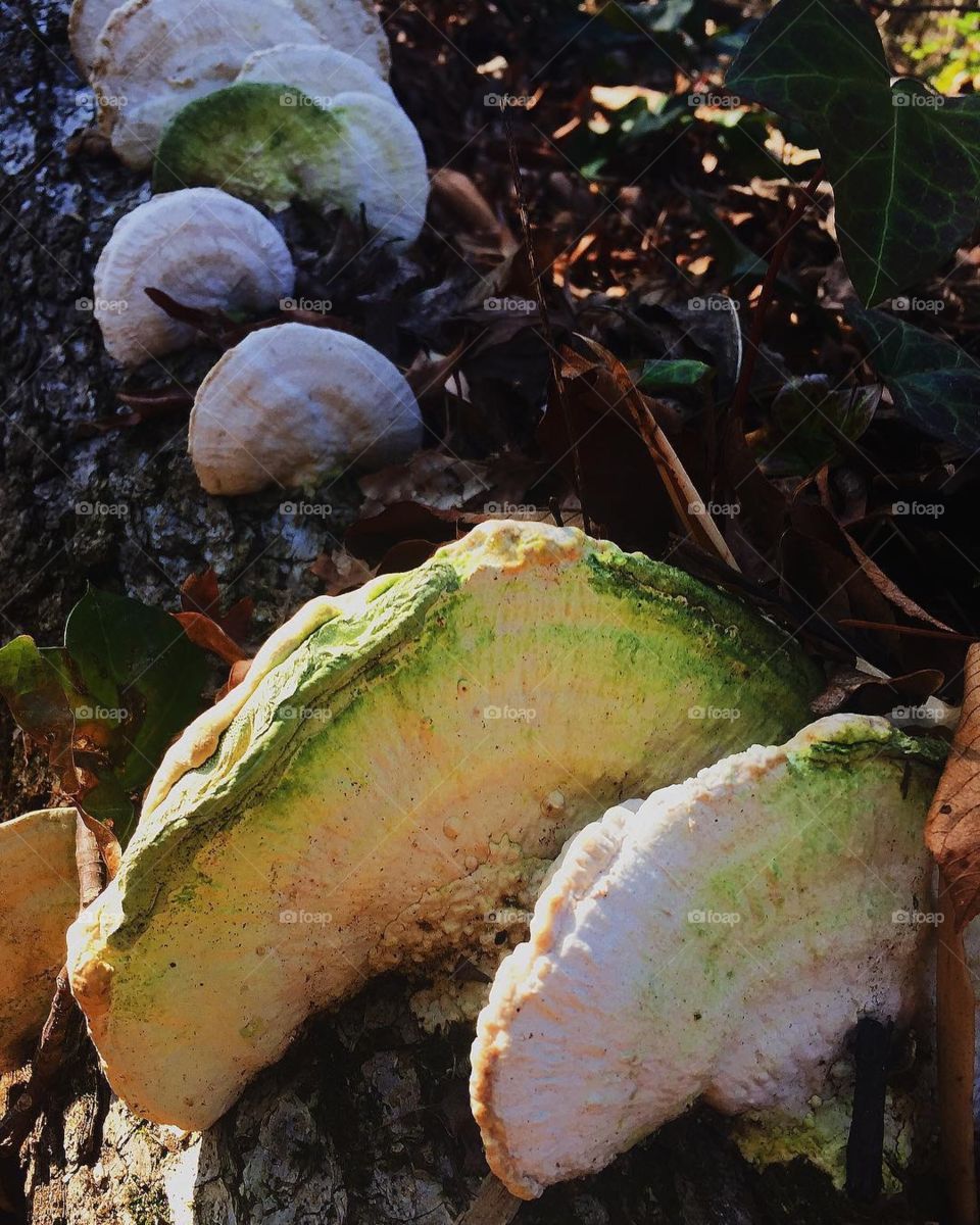 This fungi reminds me of avocado slices, I wouldn’t recommend eating it though. 