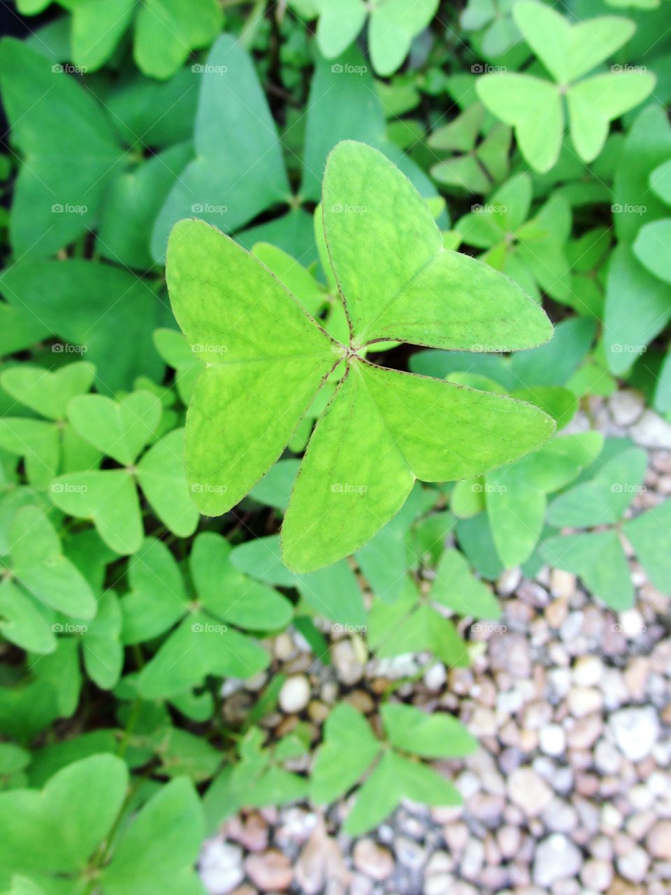 Spring green clover