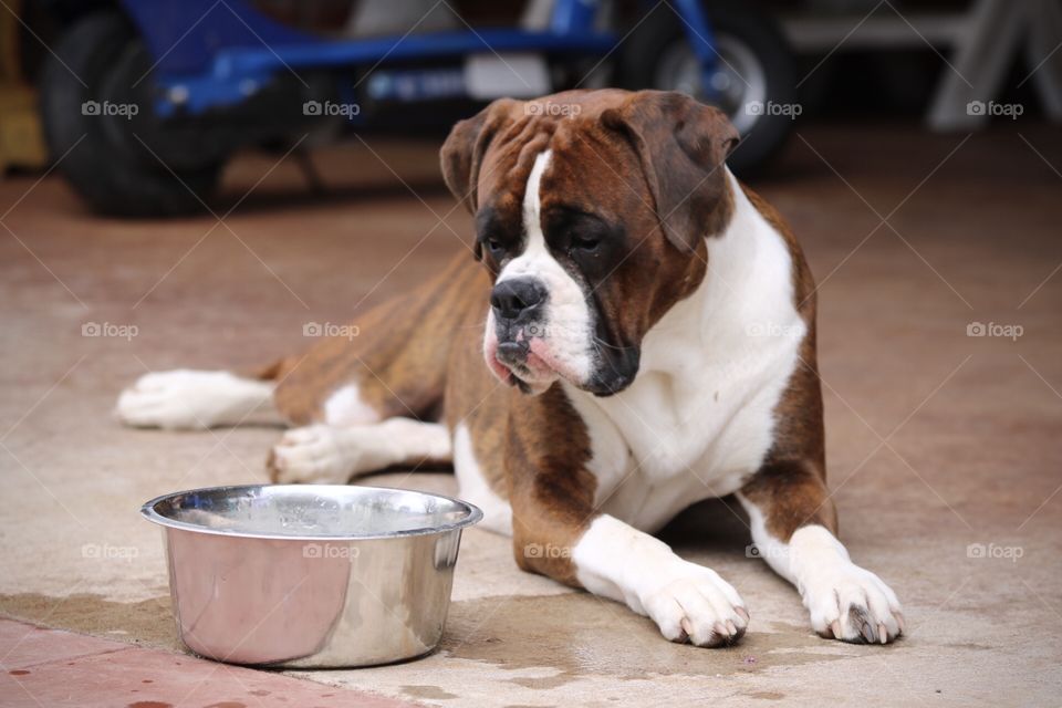 Boxer and her bowl 