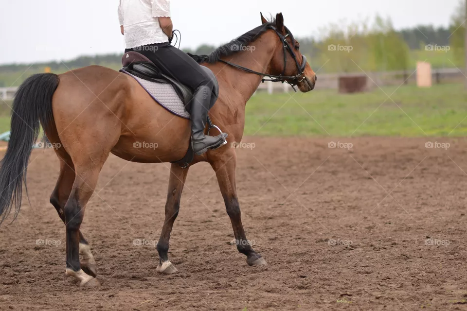 Horses