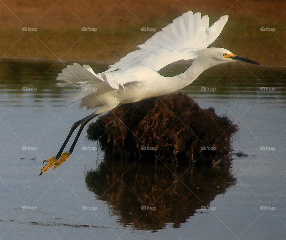 Snowy Egret in Flight