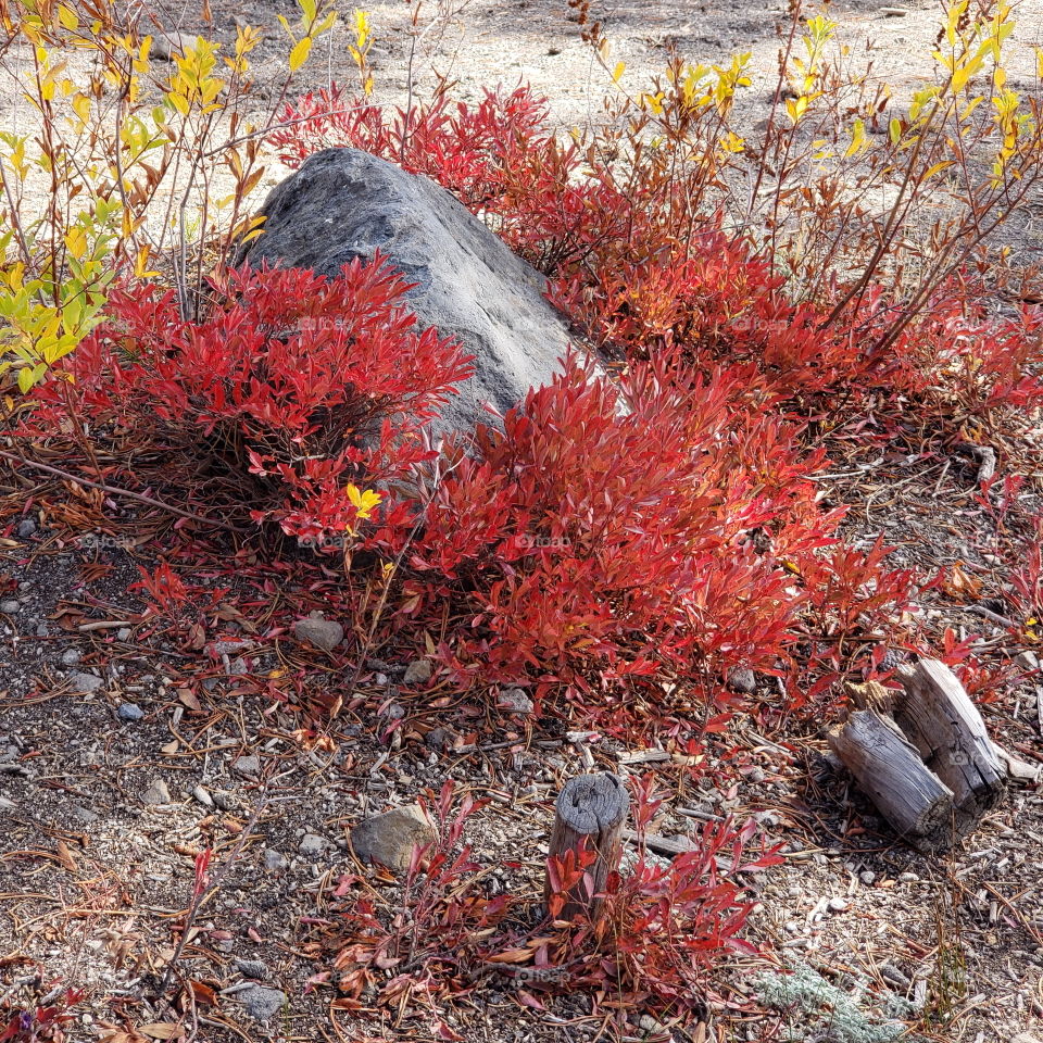 Brilliant fall colors of a landscape on the shores of Elk Lake in Oregon’s Cascade Mountains