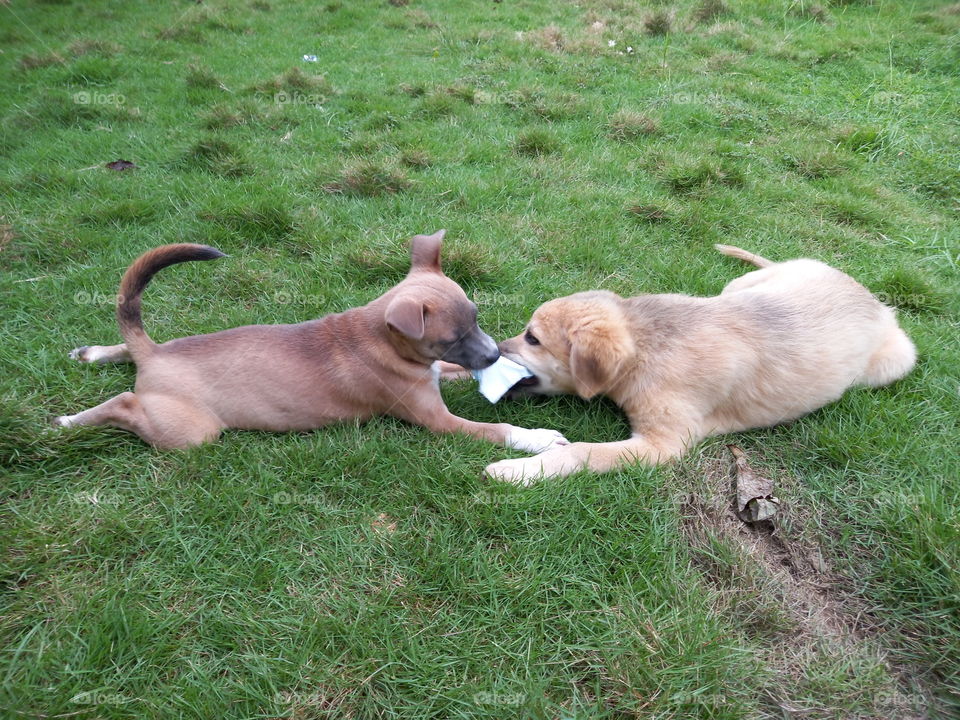 But I found it first #playing #playmates #playfulpets