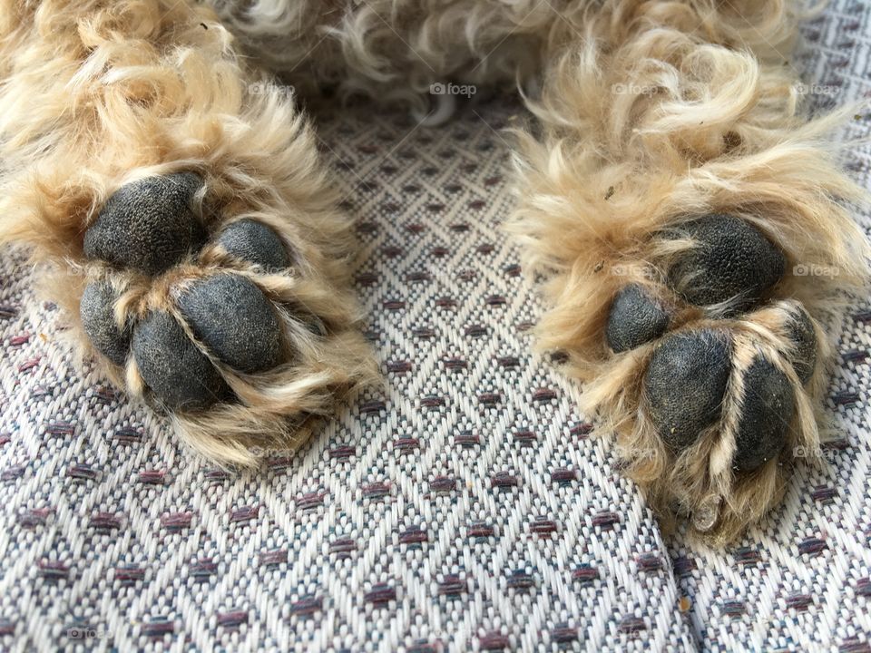 Close-up of dog paw