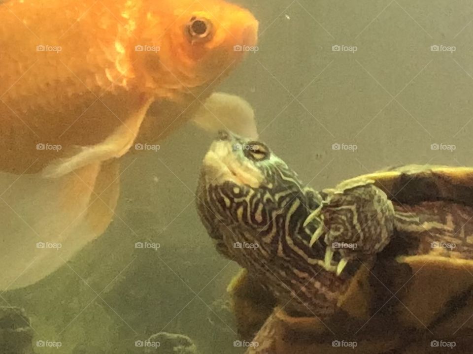 Goldfish and map turtle