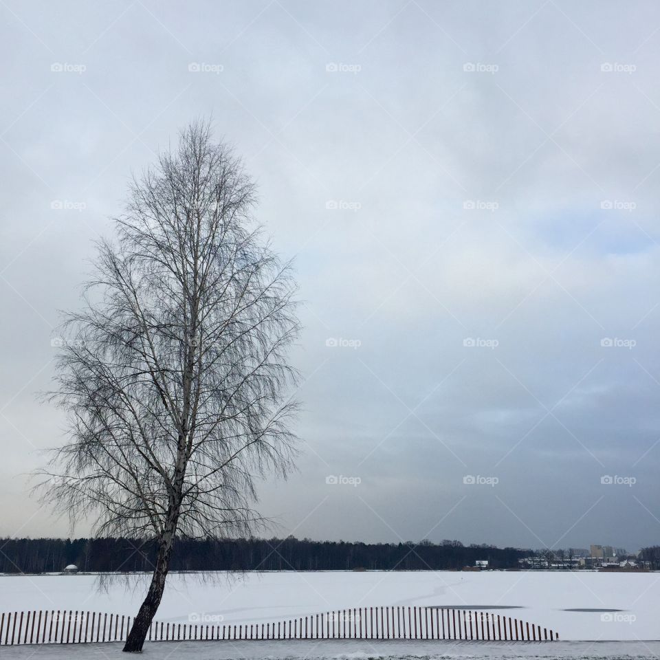 Snowy day by the lake 