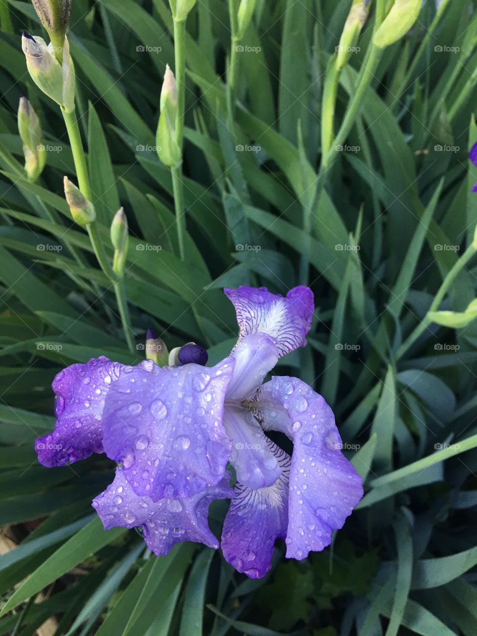 Flower coated with morning dew