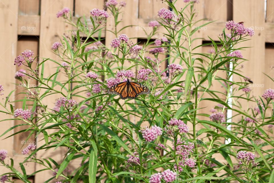 Monarch butterfly on Milkweed