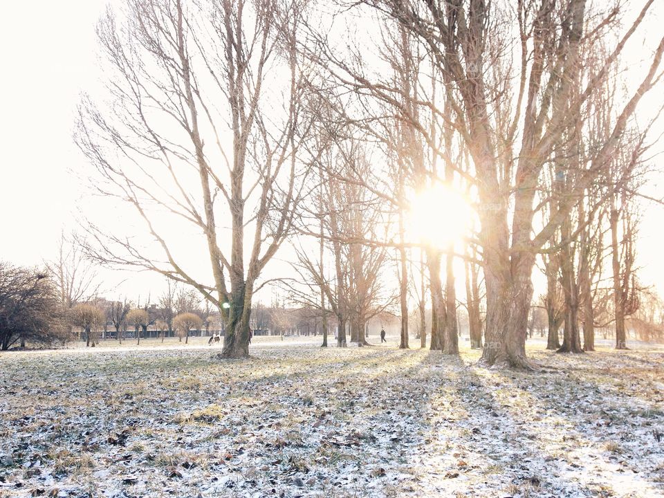 Sunlight passing through bare tree